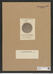 Coscinodiscus robustus Grev. (de-Toni-Nr.: Genus 202, Species 4967) Zeichnungen Sammlung Grunow Nr. 8565 (NHMW-BOT-W0378211)